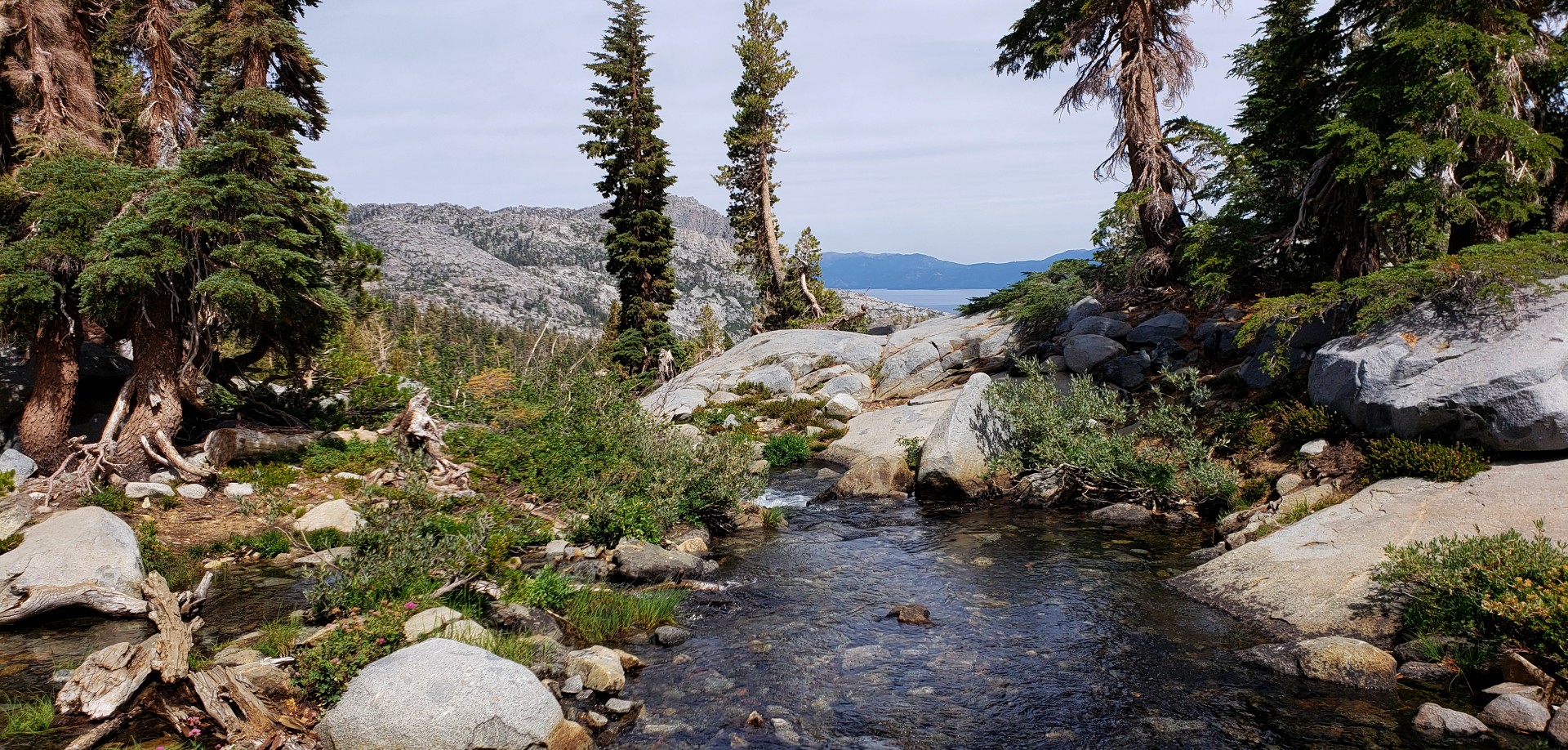 a stream runs through a rocky area with trees