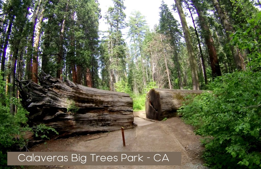 Calaveras Big trees park ca Trail