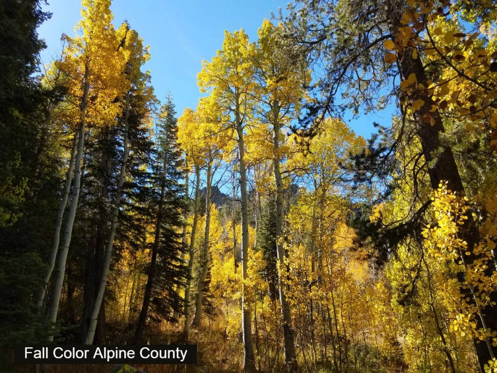 Fall color alpine County 2016