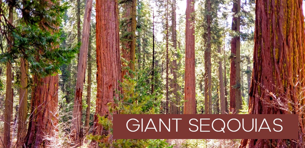 giant sequoias in the forest with the words giant sequoias