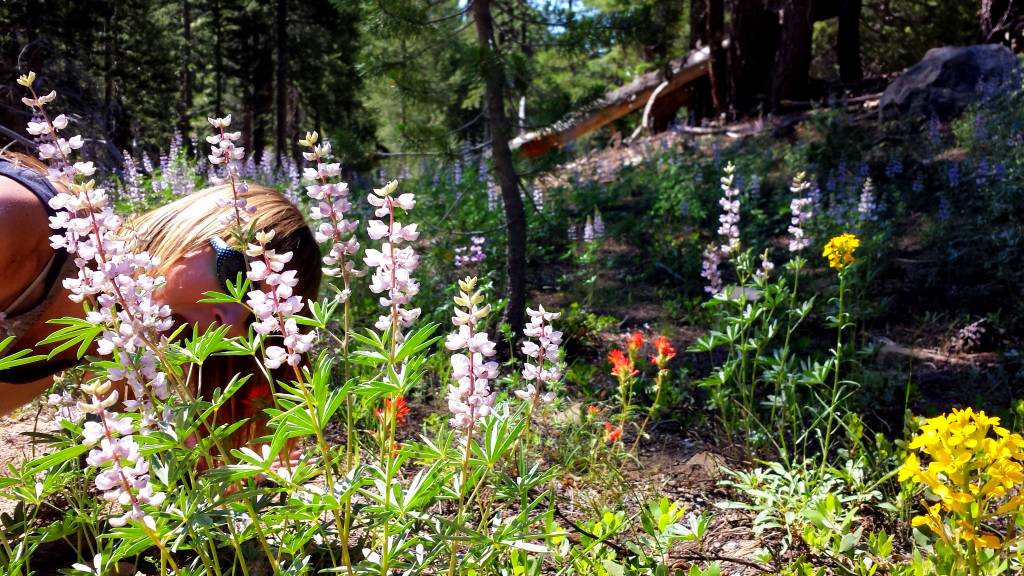 Wildflowers in the Sierra