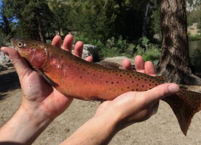 a person holding a rainbow trout in the dirt