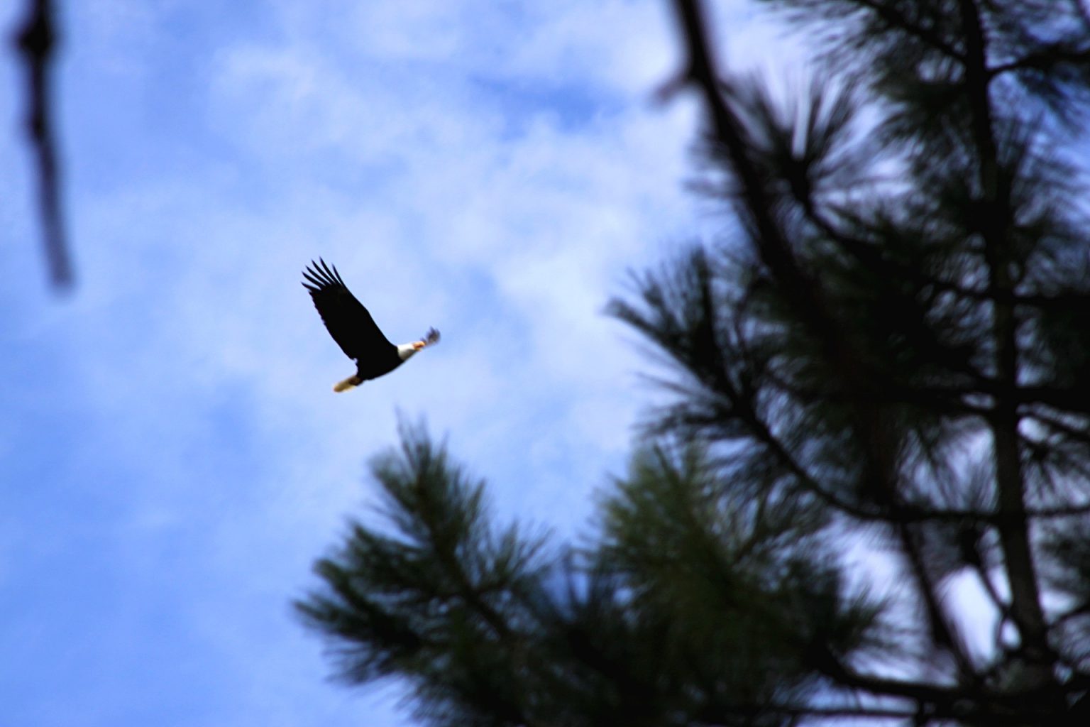 a bald eagle soaring through the sky