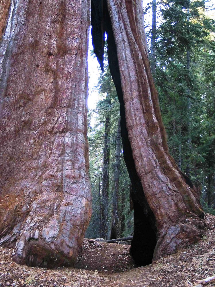 passthrough tree sequoia NPS public domain