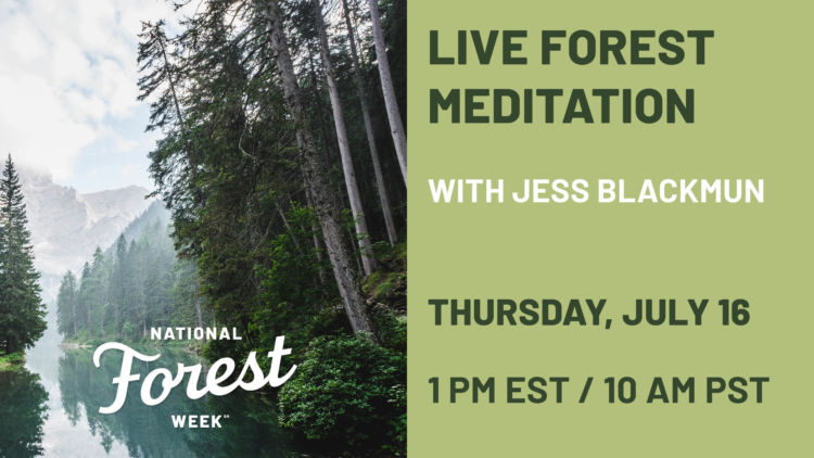 live forest meditation with jess blackburn