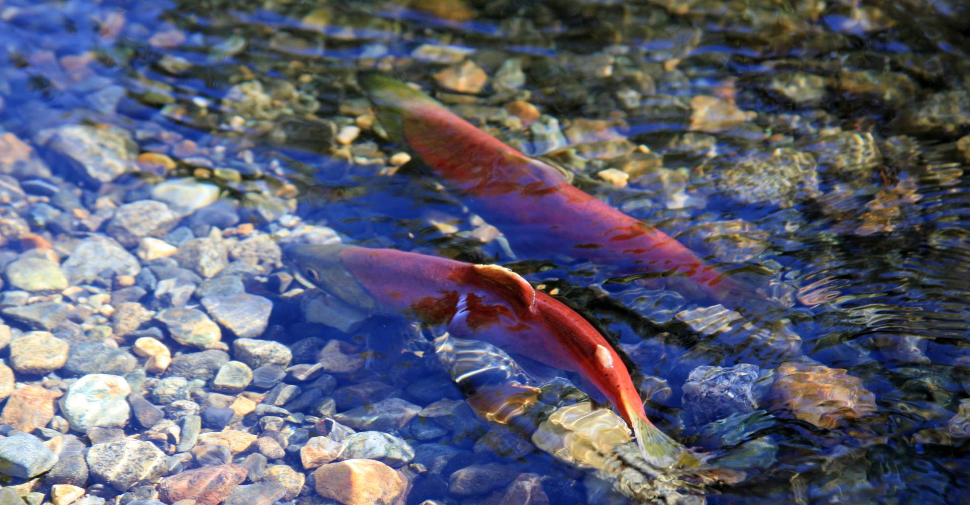 two salmon swimming in the water near rocks