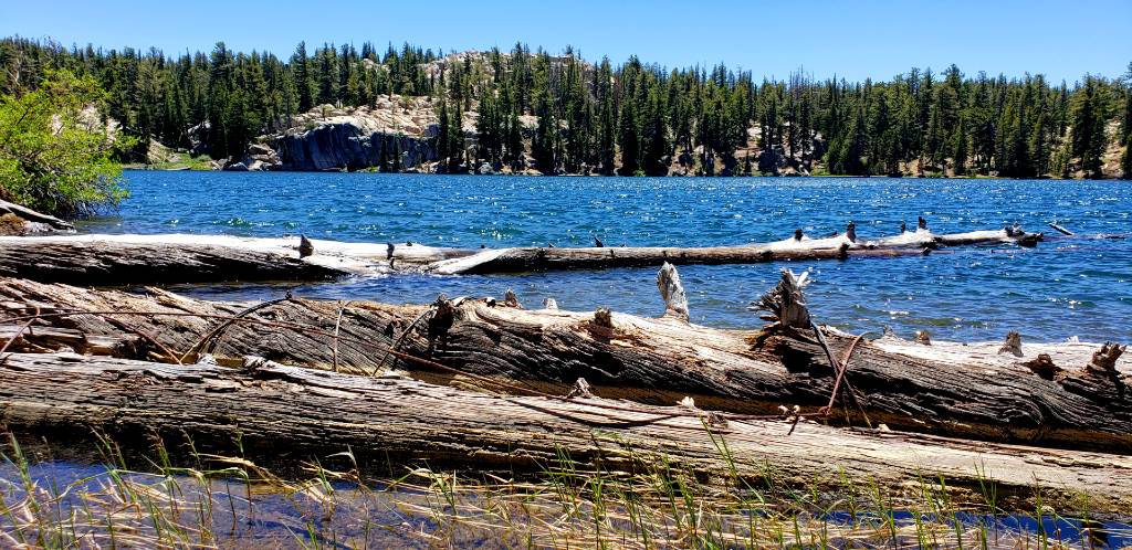 a lake with fallen trees and a mountain in the background