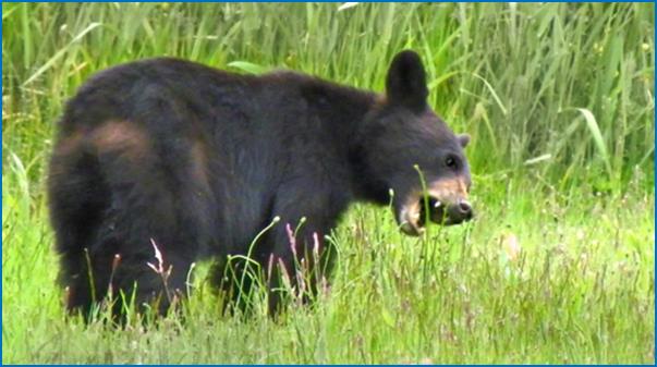 a black bear is eating grass in the grass