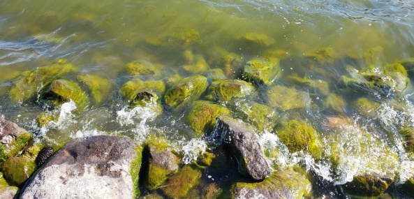 green algae on rocks in the water