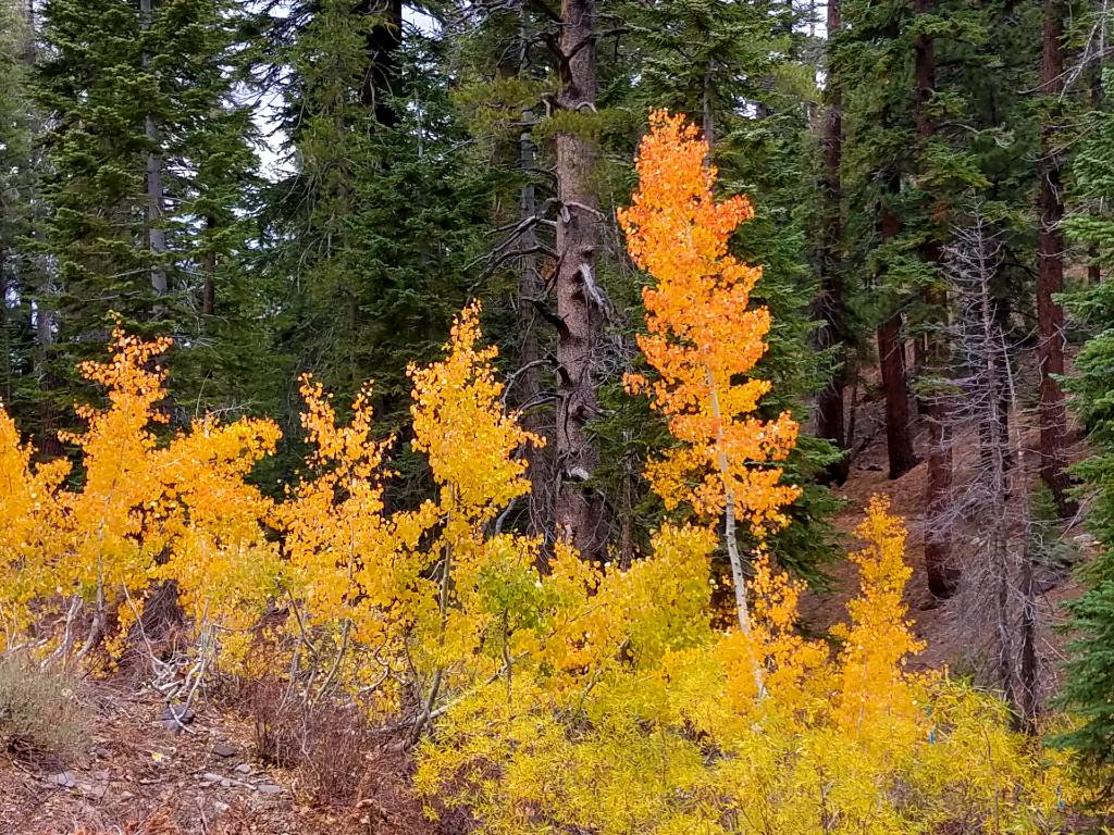 a group of yellow trees in the woods