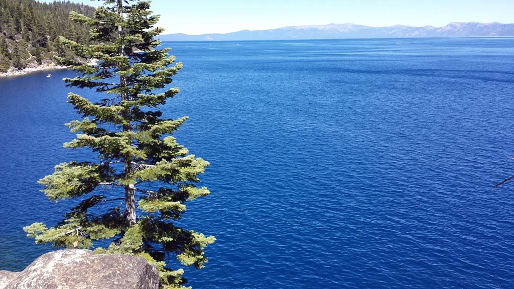 a lone pine tree stands on the edge of a cliff overlooking the blue water