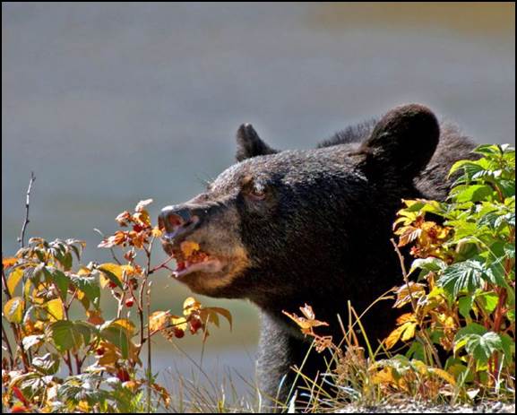 Photo caption: A black bear dines on berries, a natural food source. Photo credit: Nevada Department of Wildlife.