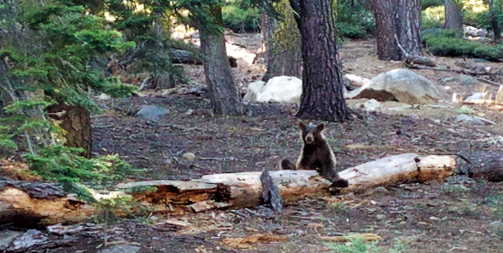 Bear sitting on Log