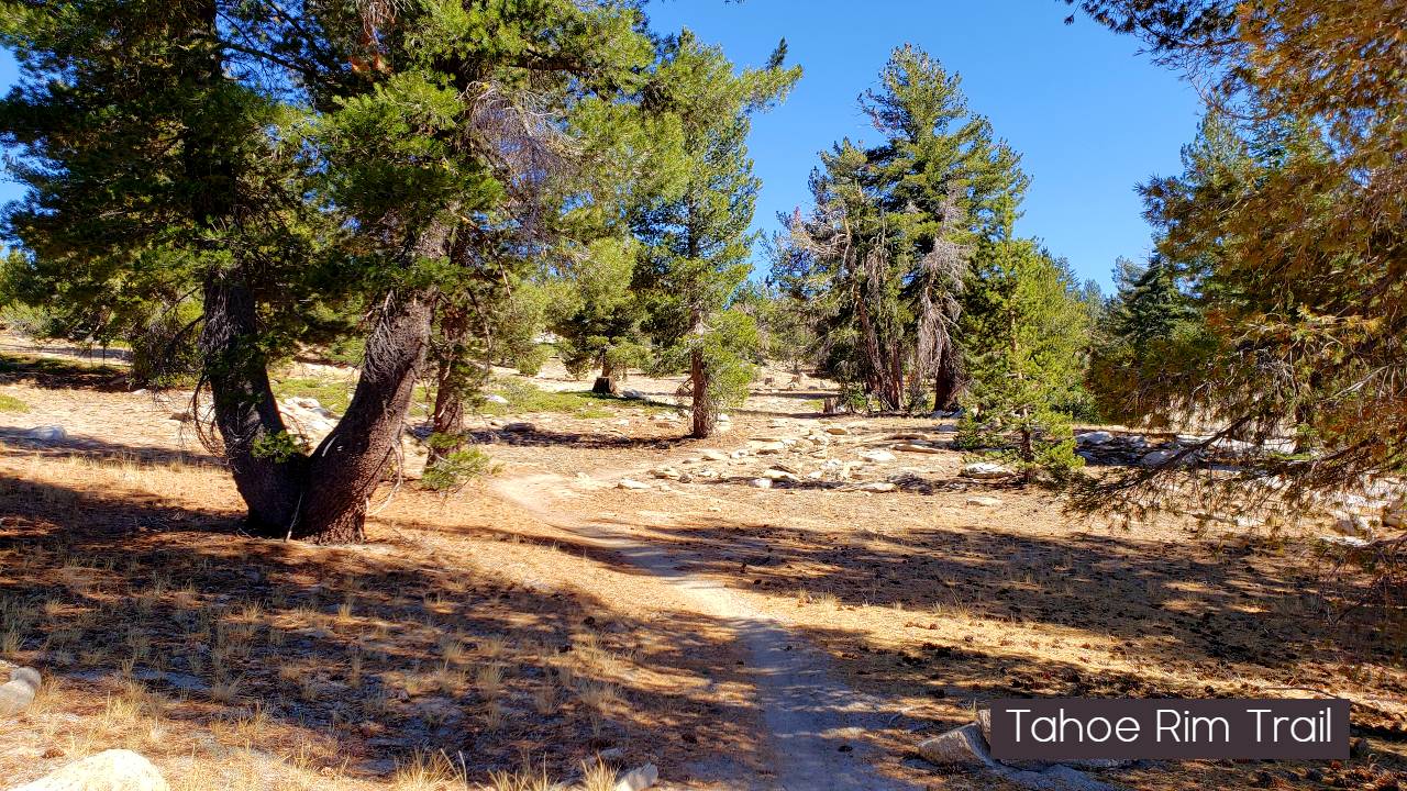 Tahoe Rim trail near Tahoe Meadows