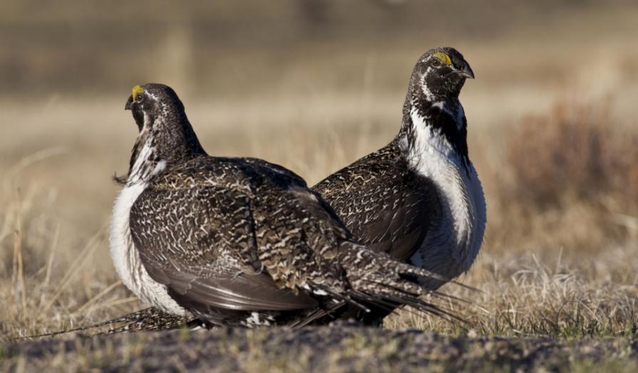 sage grouse conservation photo