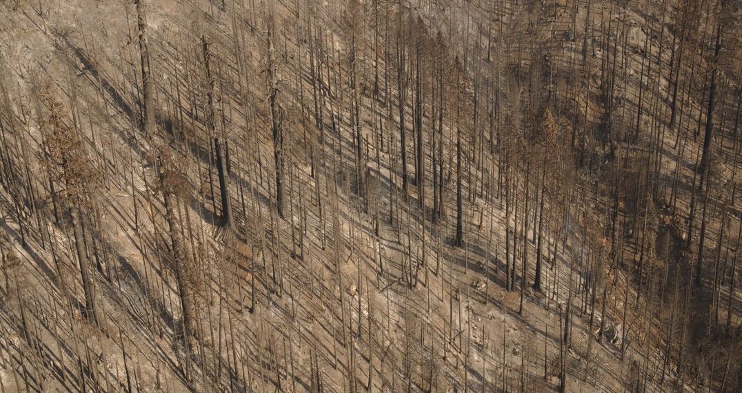 An aerial image of Board Camp in Sequoia National Park, taken from a helicopter, reveals a forest stand that burned at high intensity during the 2020 Castle Fire, resulting in 100% tree mortality in places.  NPS