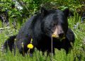 black-bear-dandelion-photo-by-NDOW