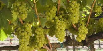 California chardonnay grapes