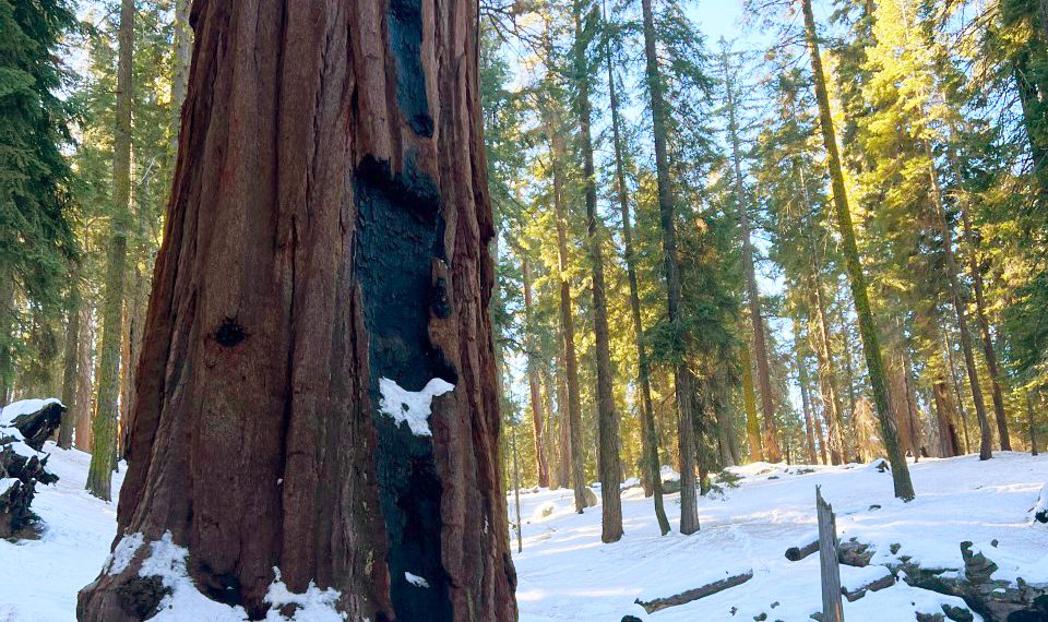 Giant sequoia in snow