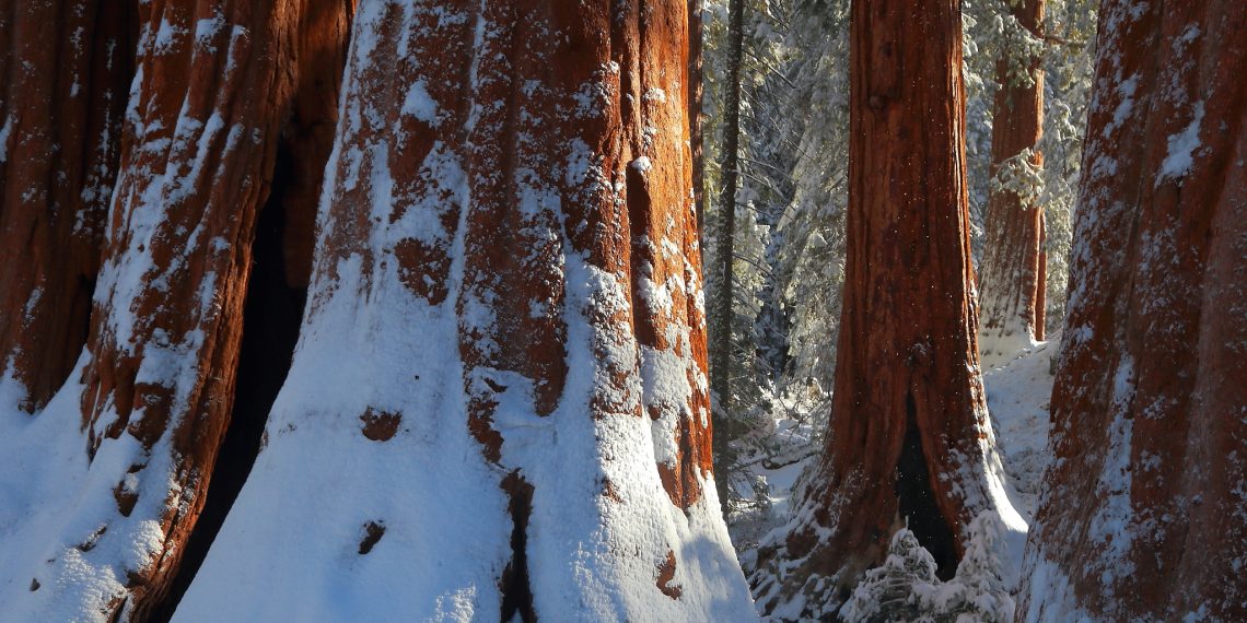 Giant Sequoias with snow