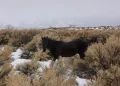 Wild Horse in Sage brush