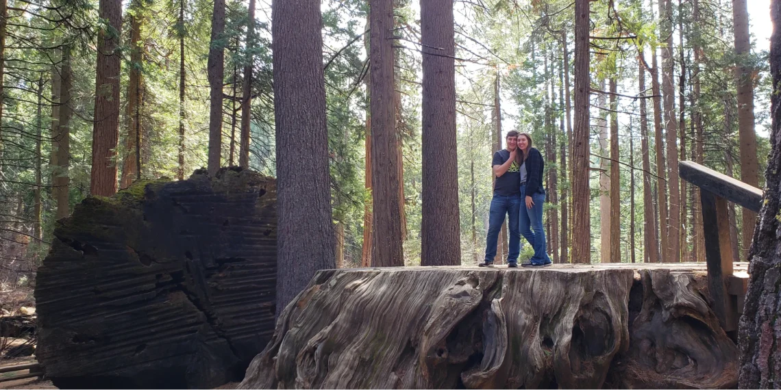 Couple standing on Large sequoia stump
