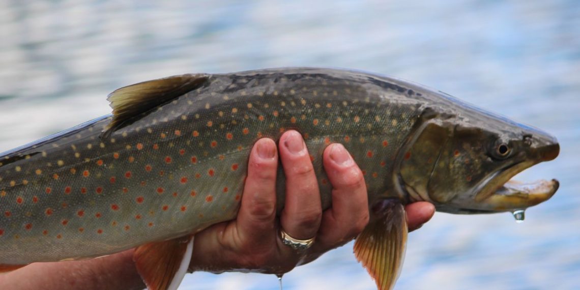 The Best Fish To Catch While Fly Fishing