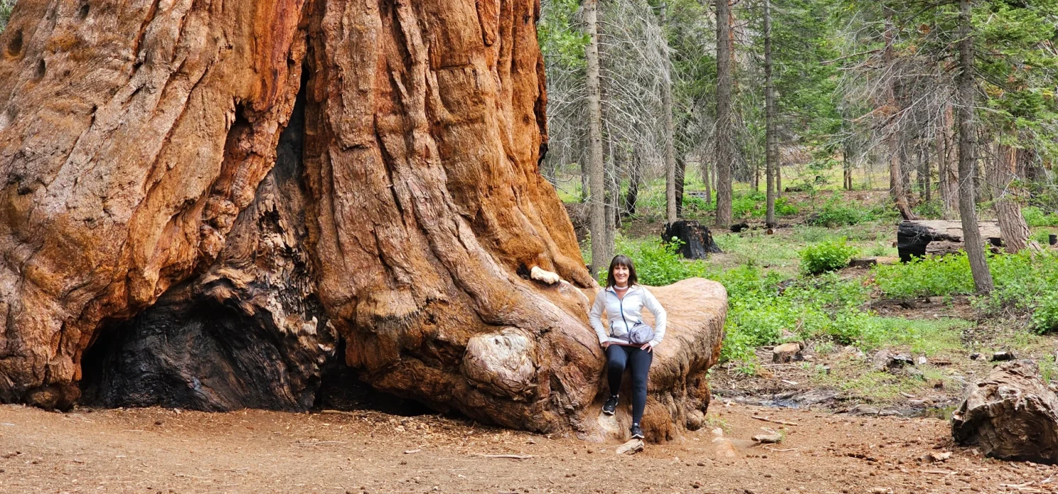 Sequoia trees  Trail of 100 giants  