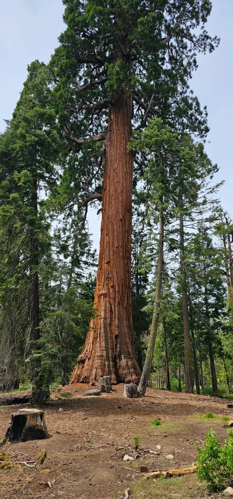 Sequoia trees  Trail of 100 giants  