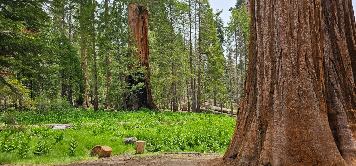Meadow and Sequoia trees  Trail of 100 giants  