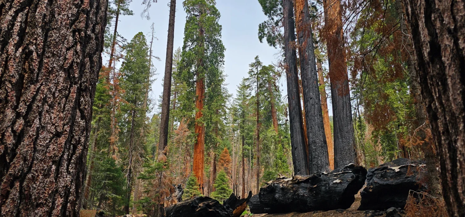 Burnt Sequoia trees  Trail of 100 giants  