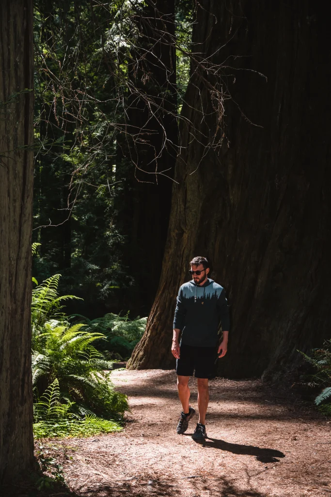 Man enjoys Scenic California Redwood trails