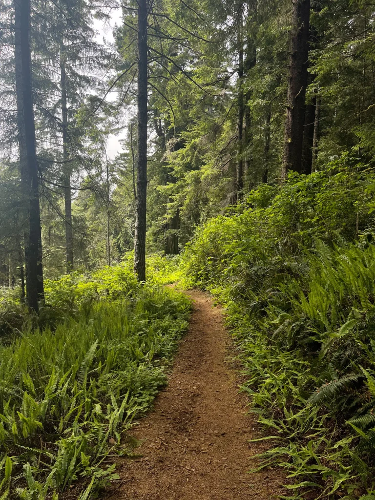 California Redwoods Trail