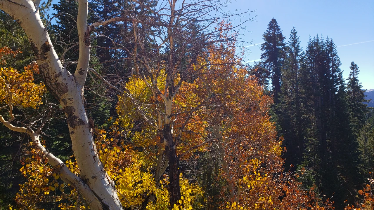 Fall colors tahoe