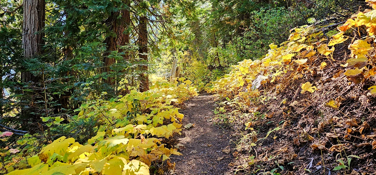 Fall colors on trail