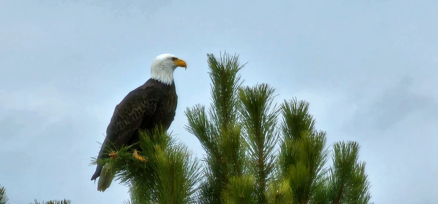 Bald Eagle in Tree Sierra Nevada