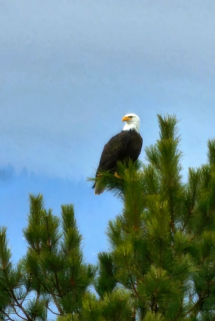 Bald Eagle in Tree sierra Nevada
