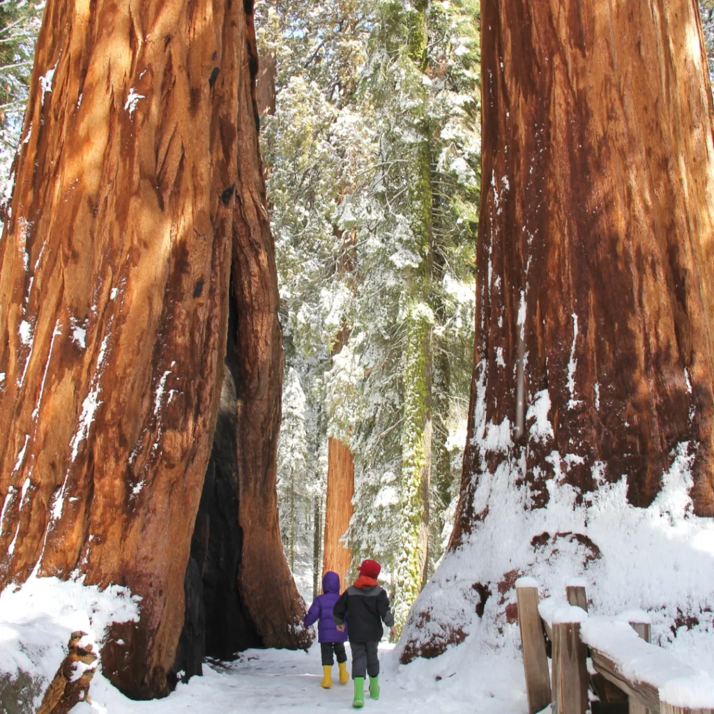 Kids walking snow in Giant sequoias