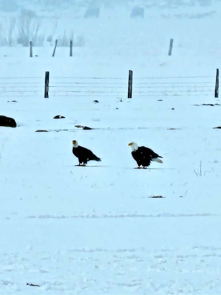 Two Eagles in Snow carson Valley