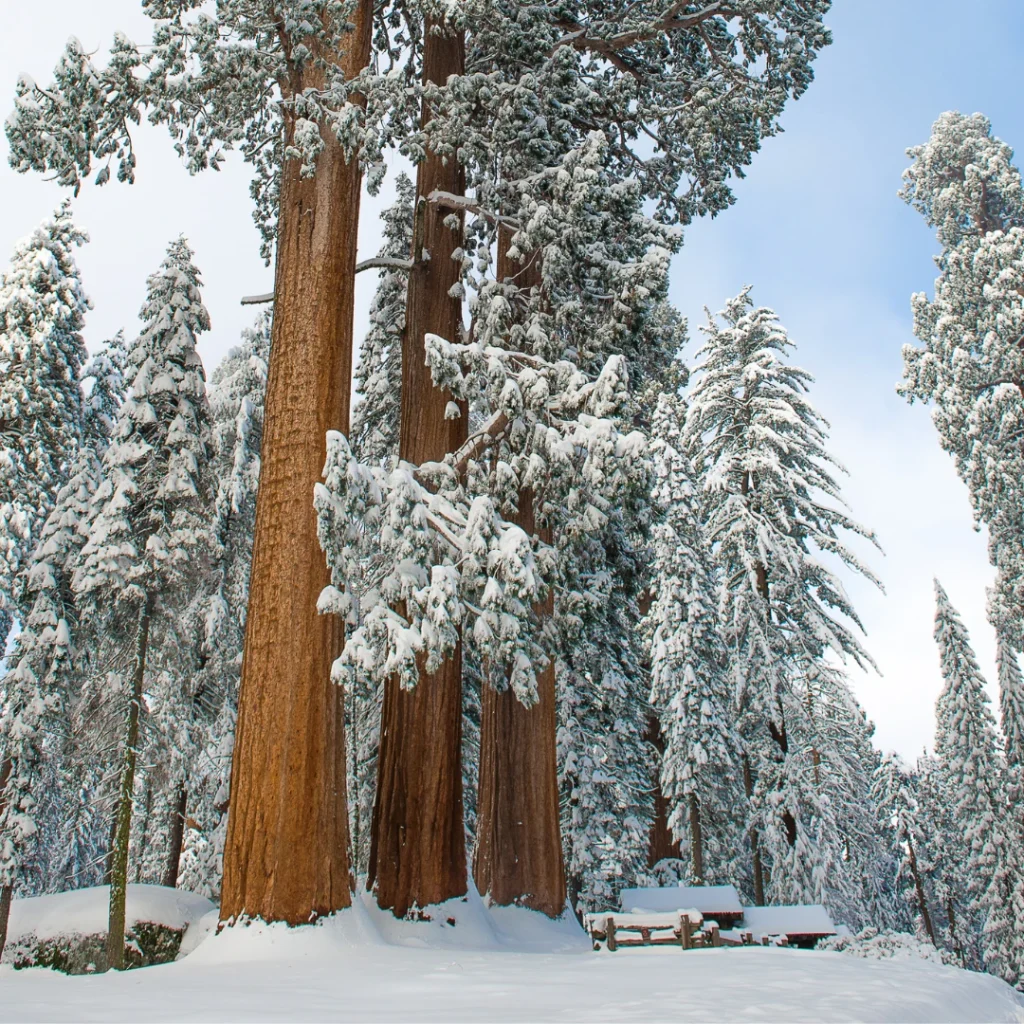 Winter Sequoias