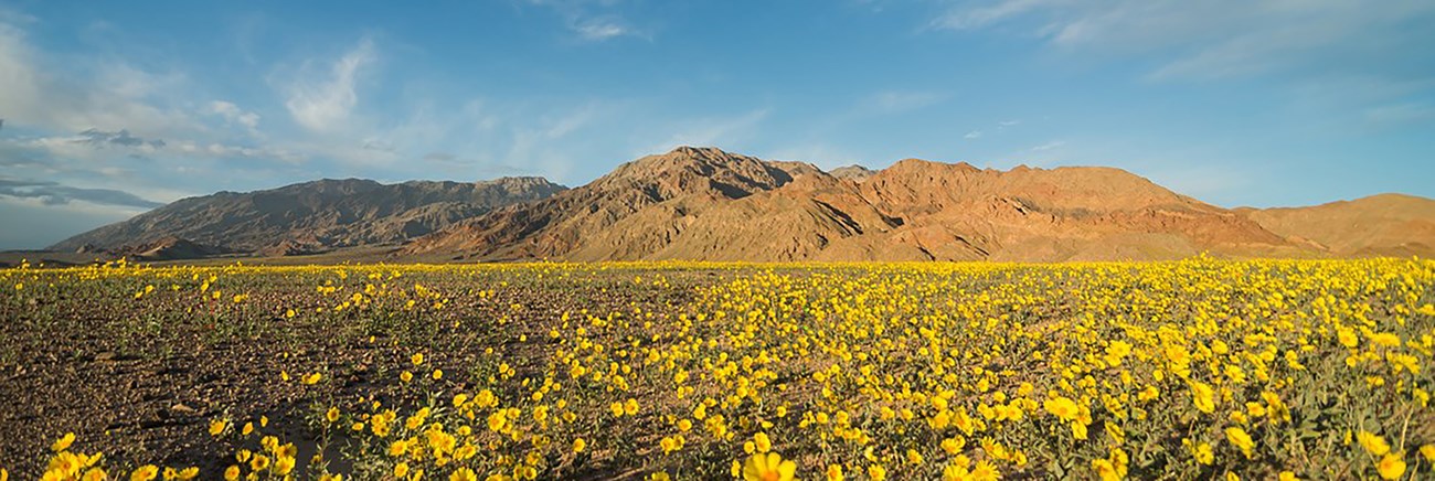 Wild Flowers Death Valley